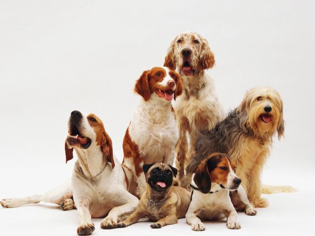 Artigo - Animais precisam de direitos? Reflexões de Direito Animal para a reforma do CC - Por Vicente de Paula Ataíde Júnior