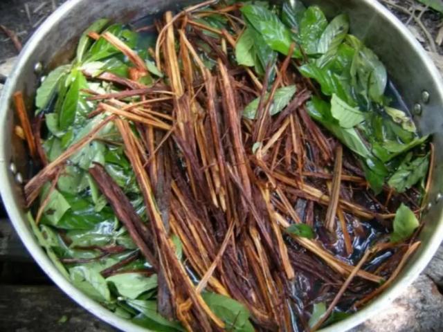 Decisão garante registro de organização religiosa que utiliza Ayahuasca