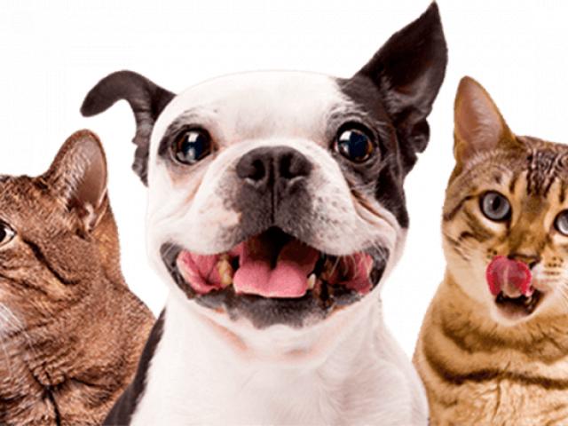 Identipet: cartórios já registram animais