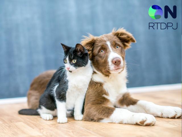 O registro de animais domésticos agora também pode ser feito de forma eletrônica, na Central ON-RTDPJ