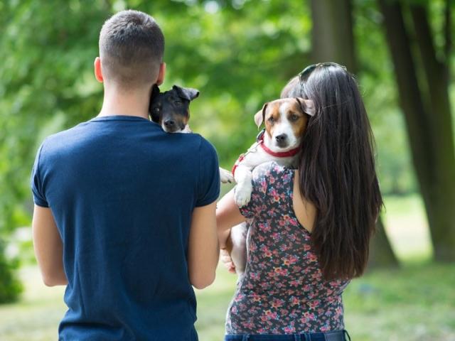 Senado aprova na CCJ guarda compartilhada de animais domésticos