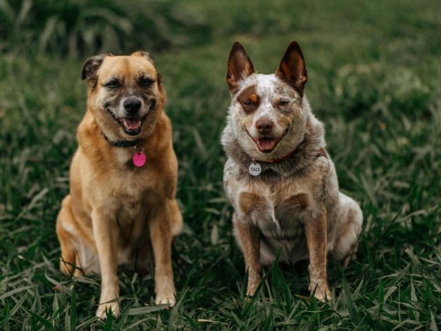 Dia Mundial do Cachorro: a importância do registro de pets em cartório