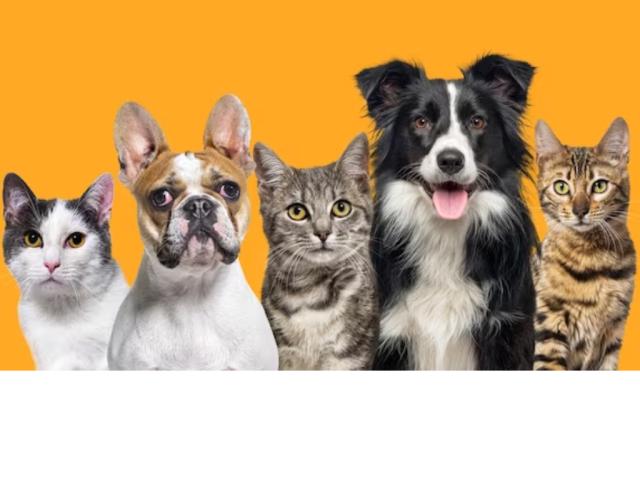 Cresce procura por registro de Pets nos cartórios de RTD
