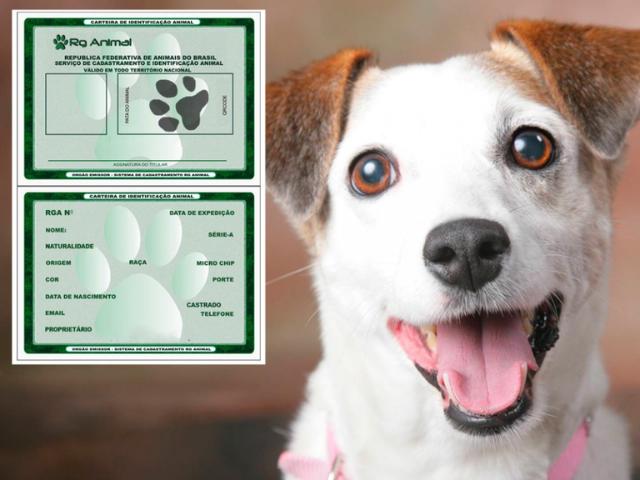 Registro de animais de estimação em cartório: uma confirmação de vínculo familiar, que traz segurança aos tutores